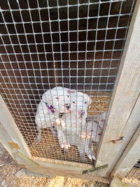 Dogo argentino pups 8 weeks old for sale