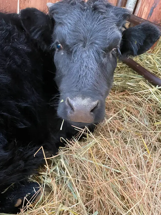 Dexter Bull Calf in Livestock in Cranbrook - Image 4