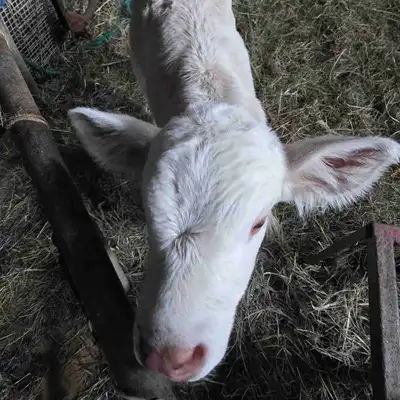charolais bull calf, View more