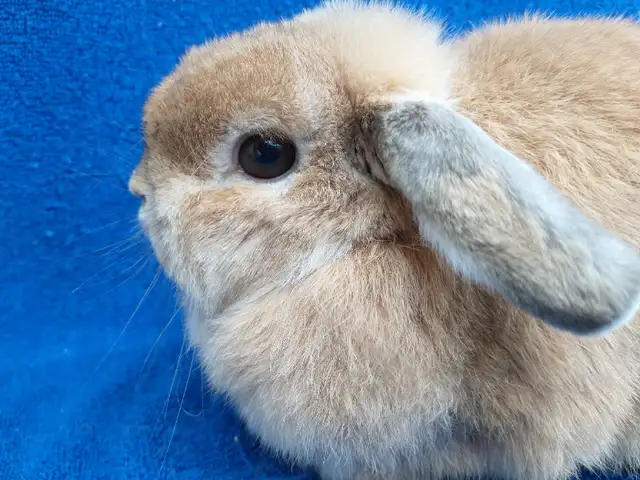 EXTRAORDINARY Netherland dwarf, Holland lop, Lionhead, mini rex in Small Animals for Rehoming in Cornwall - Image 7