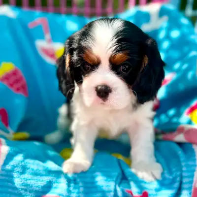 CKC Reg’d fully health tested Cavalier puppies, View more