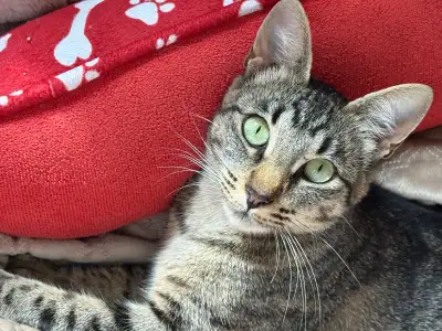 Rescued Tutti Frutti needs a loving home. Spayed, vaxxed, chip, View more