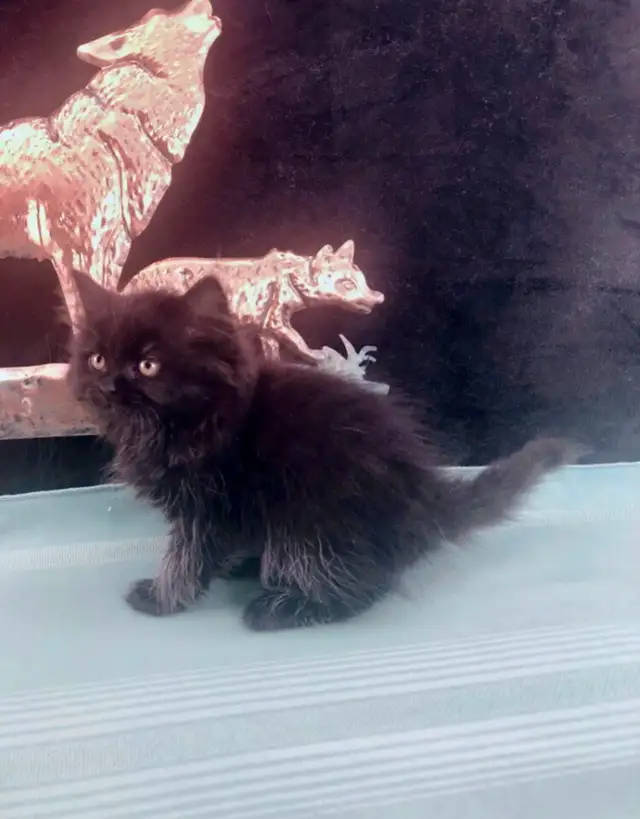 Purebred Maine Coon Snugglebug for Sale