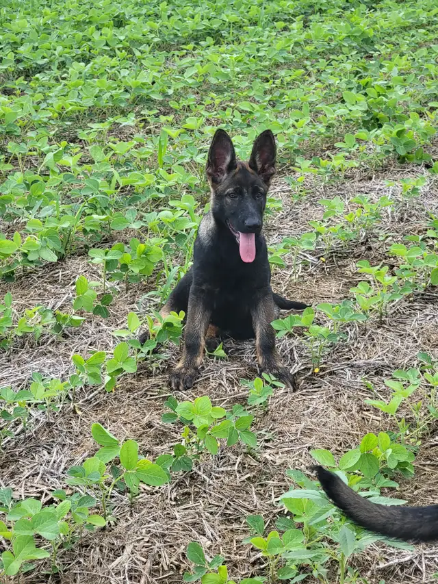 German Shepherd Puppies!!!! in Dogs & Puppies for Rehoming in Windsor Region - Image 4