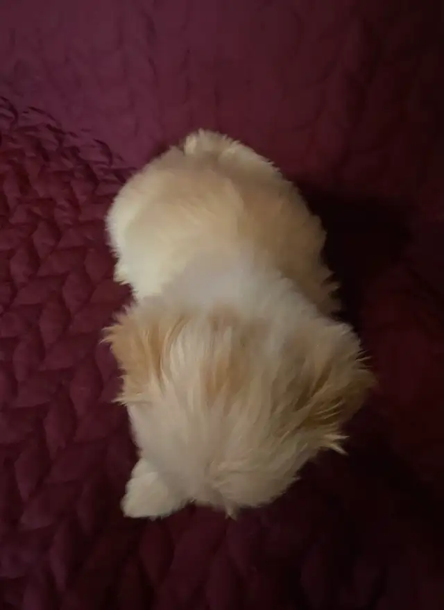 Shih tzu puppies 3 males left  born on February 3 in Dogs & Puppies for Rehoming in Norfolk County - Image 10