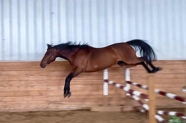 Sport Pony Gelding 13.3HH in Horses & Ponies for Rehoming in Calgary - Image 4