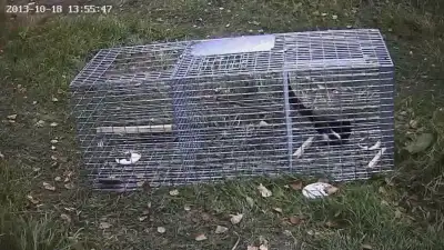 Magpie Trap, View more