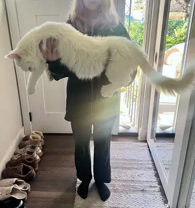 ONLY 1 left!! Maine Coon X Siberian kittens - accepting deposits, View more