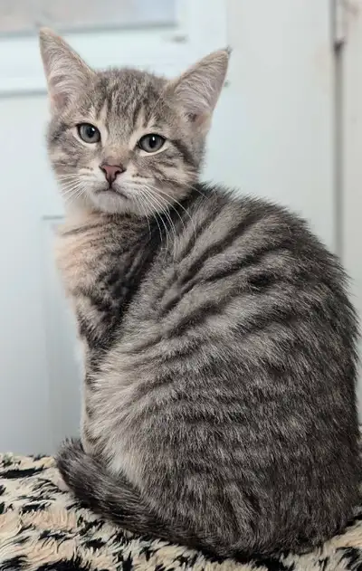 Reste encore un beau mâle disponible pour adoption. Croisés bengal/siamois X domestique. Habitués au...