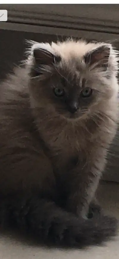 Ragdoll Mâle bleu mink, View more