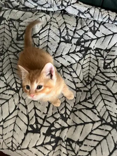 Sweet Female kitten, View more
