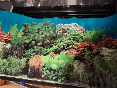 Aquarium Items for Sale!, View more