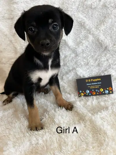 Chihuahua X Terrier, View more