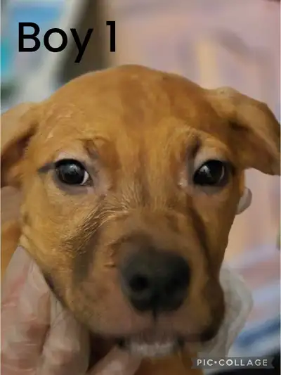 puppies for sale, View more