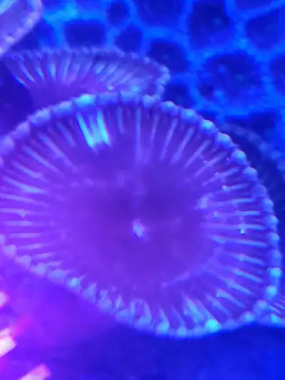 Cinnamon Grandis Paly Coral frag, View more