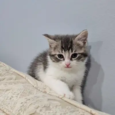 Bengal x Angora turc vaccinated and dewormed, View more