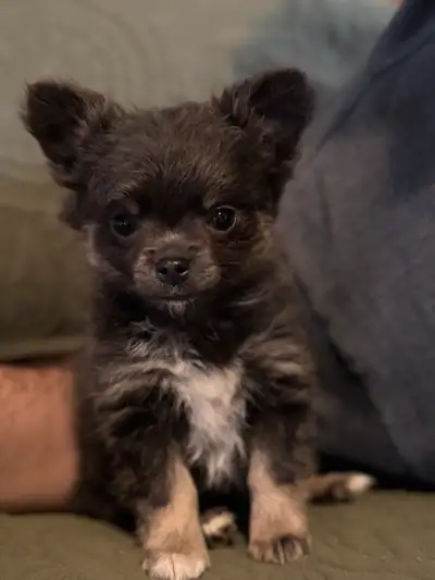 chiot chihuahua, View more