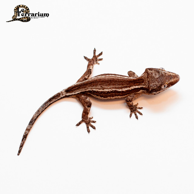 Gecko gargouille - Striped dans Reptiles et amphibiens à adopter  à Ville de Québec - Image 2