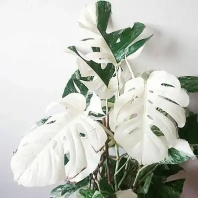 Monstera albo, aurea and mint, View more