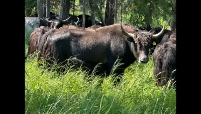 All natural yak meat products for sale. Raised on pasture and hay. No use of antibiotics, medication...