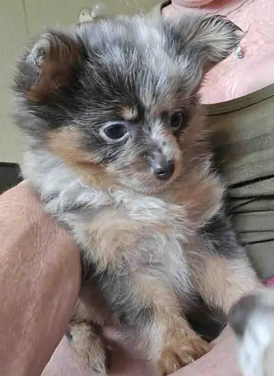 MERLE POMERANIAN GIRL READY TO GO HOME, View more