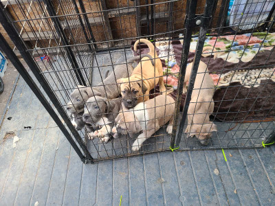 American bulldog puppies 