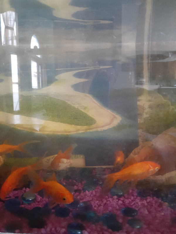 Comet goldfish with 10 gallon tank. in Fish for Rehoming in Calgary - Image 3