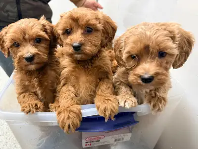 mini cockapoo pups, View more