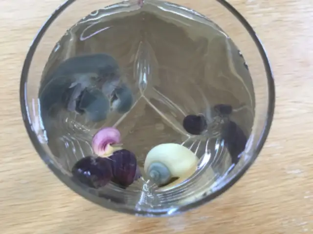 Beautiful Mystery Snails, Purple, Magenta and Yellow in Fish for Rehoming in Oakville / Halton Region - Image 5