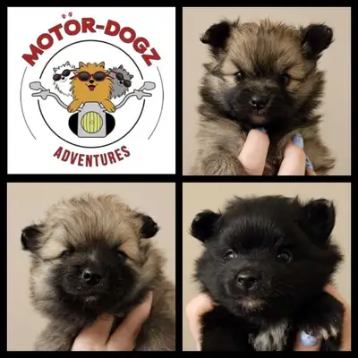 Pomeranian Puppies - Only 1 Left, View more