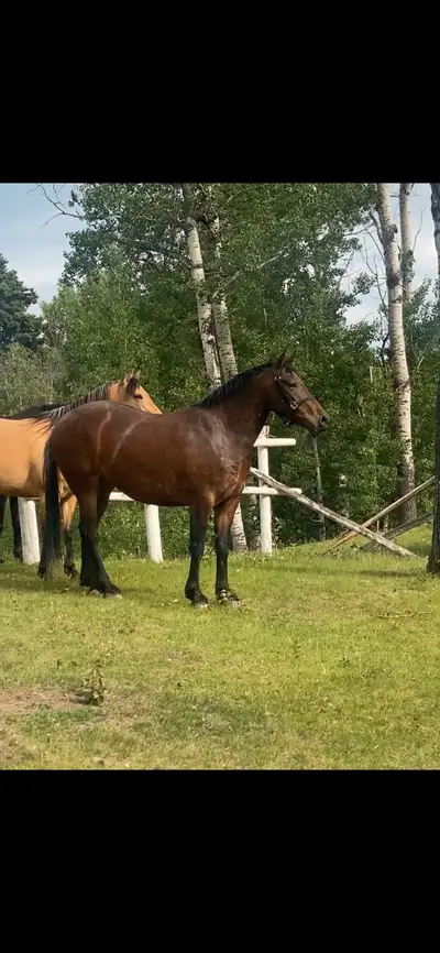 Friesian Sporthorse Gelding for Sale, View more
