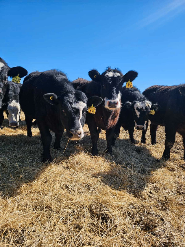 Premium Black Brockle Face Replacement Heifers in Livestock in Lloydminster - Image 2
