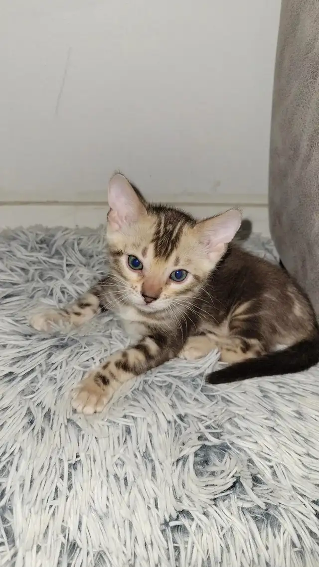 Luxury Bengal Kittens – Trained, Vet-Checked, Ready Now! in Cats & Kittens for Rehoming in Vancouver - Image 7