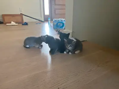 kittens need homes, View more
