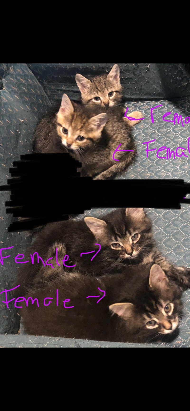 5 female kittens Cats & Kittens for Rehoming Ottawa Kijiji