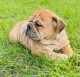 ⭐️ENGLISH BULLDOG⭐️ in Dogs & Puppies for Rehoming in Kingston - Image 4