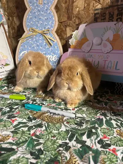 Holland lop male (green marker one ) 8 weeks old on March 5th Instagram Tinypawrabbitry