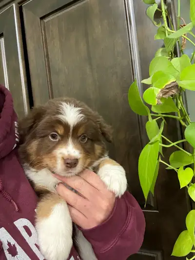 CKC Miniature American Shepherd, View more