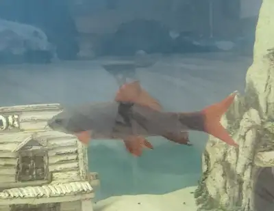 Free Aquarium fish, View more