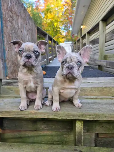 beautiful french bulldog puppies, View more