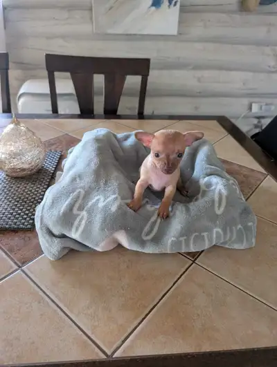 1 Chiot pure chihuahua,,, 1 Puppy chihuahuas  mâle availlable., View more