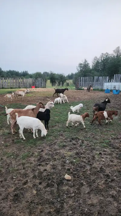 Goats Kiko/abo, View more