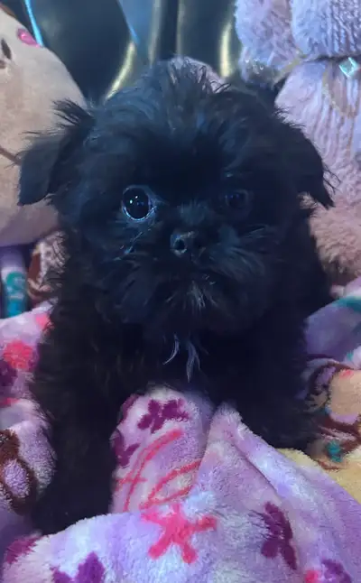 Affenpinscher x Poodle, View more