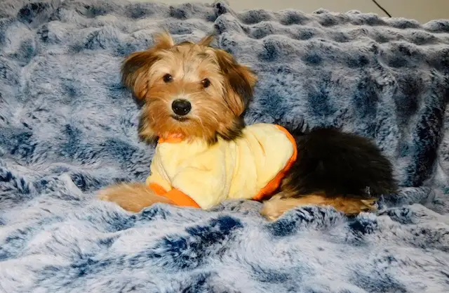 Chiots morkie in Dogs & Puppies for Rehoming in City of Montréal - Image 8