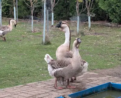 African Geese , View more