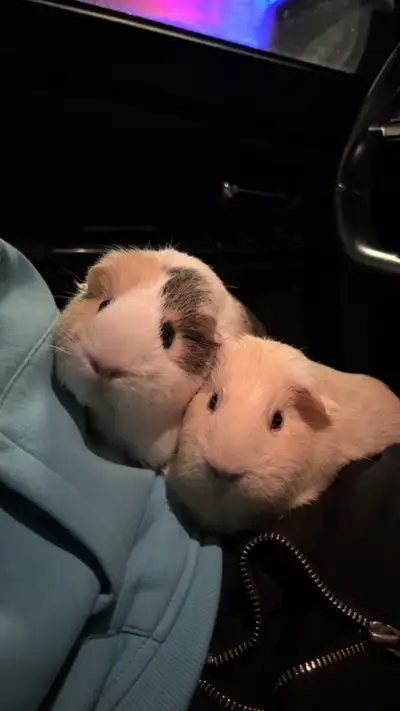*guinea pig on the left*, this is Oats, i’m needing to rehome her due to personal reasons and i can...