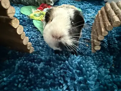 Guinea Pig , View more