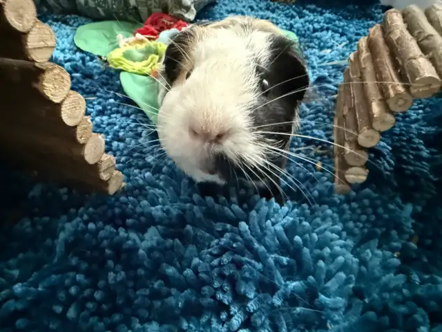 Guinea Pig  in Small Animals for Rehoming in Delta/Surrey/Langley - Image 2