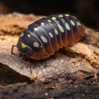 Isopods for sale