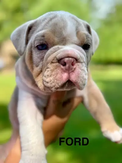 English Bulldog Pups, View more